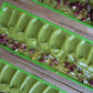 Lemongrass + Cedarwood vegan handcrafted soaps. Our handcrafted vegan luxurious soaps are made locally here in San Diego in small batches. Highest quality ingredients used to give the best lather, nourishment, and cleansing experience. We use different type of clays in each soap including rhasoul clay, kaolin clay, rose clay, red Moroccan clay, French green clay which add to the beautiful washing experience using our soaps. Great for gifting for birthdays, celebrations, bridal showers or self care gift